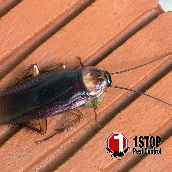 1 Stop Pest Control image 3