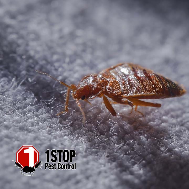 1 Stop Pest Control image 2