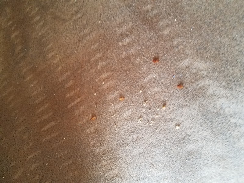 Bed Bug BBQ - Cleveland, OH Bed Bug Exterminator & Removal Service image 9