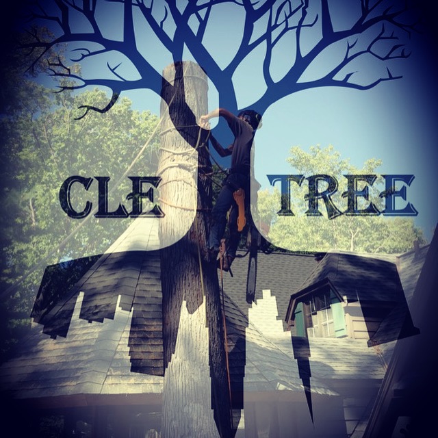 CLE TREE image 1