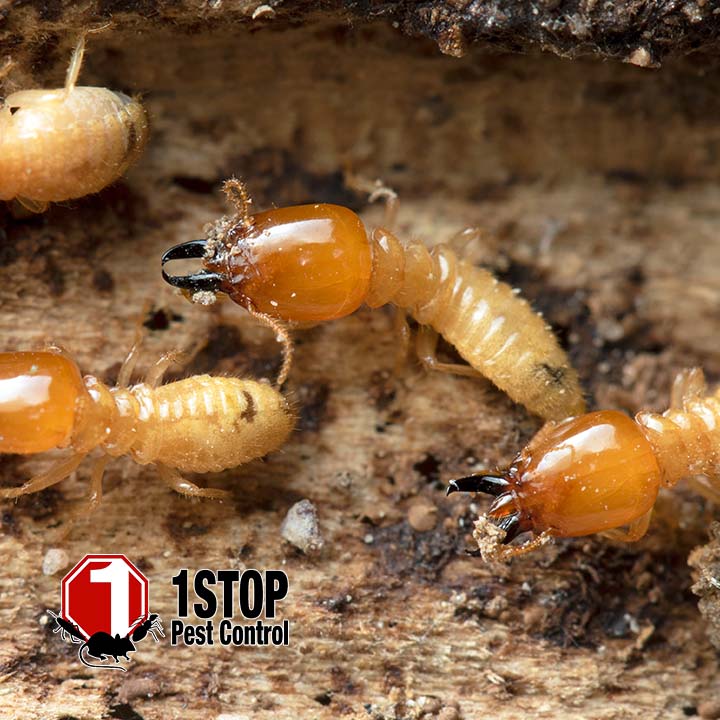 1 Stop Pest Control image 1